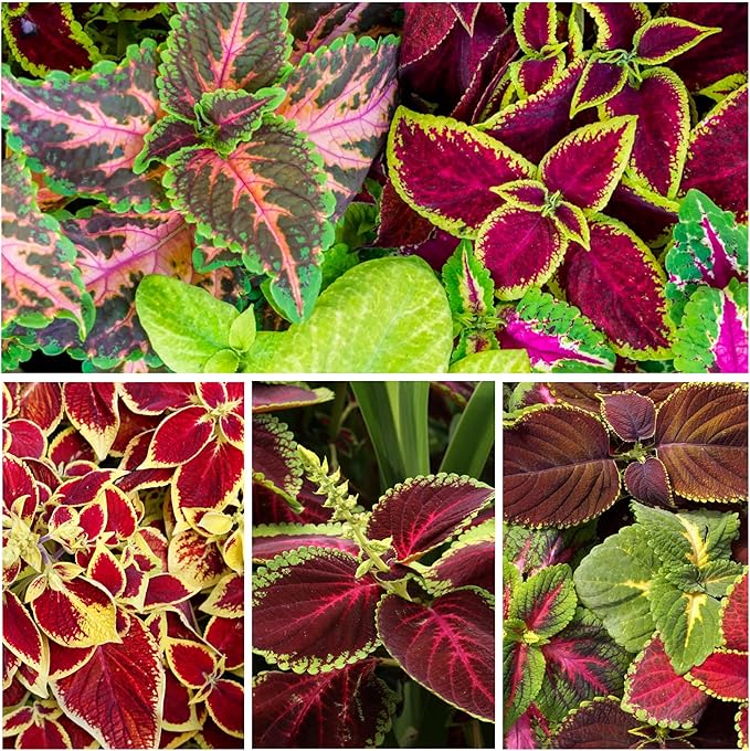 Seed Needs Coleus Seeds for Planting Rainbow Mixture - Heirloom & Open Pollinated Plants Prefer Partial Shade Indoors/Outdoors (2 Packs)