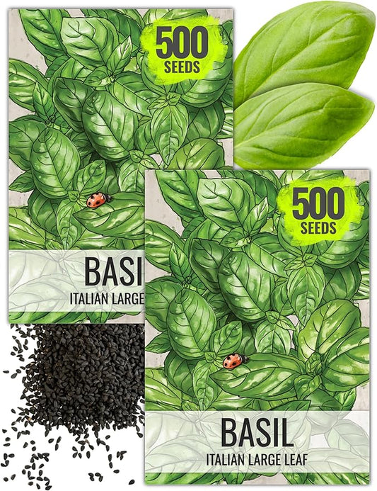 Seed Needs Italian Large Leaf Basil Seeds for Planting - Non-GMO, Heirloom & Untreated - Organically Grow an Indoor or Outdoor Home Grown Herb Garden (2 Packs)