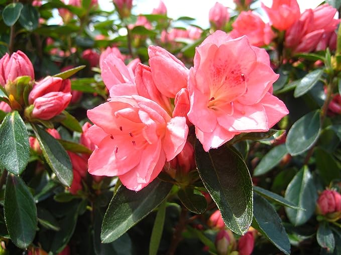 Azalea 'Blaauw's Pink' (Azalea) Shrub, salmon pink, #3 - Size Container