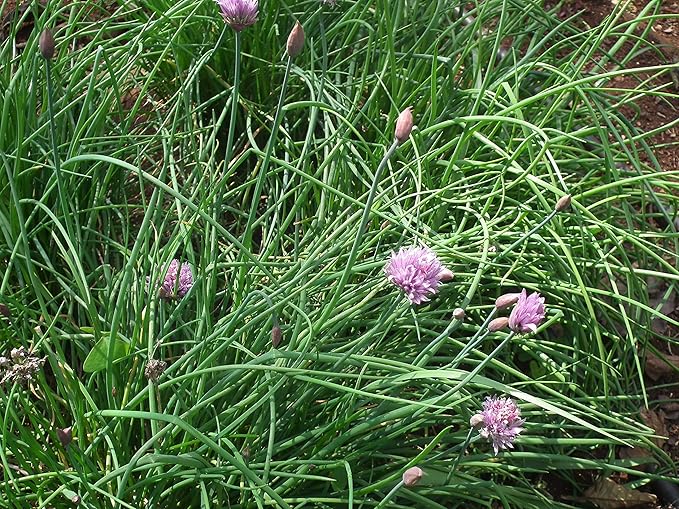 Common Chives Seeds for Planting, 1000+ Heirloom Seeds Per Packet, (Isla's Garden Seeds), Non GMO Seeds, Botanical Name: Allium tuberosum, Great Herb Garden Gift