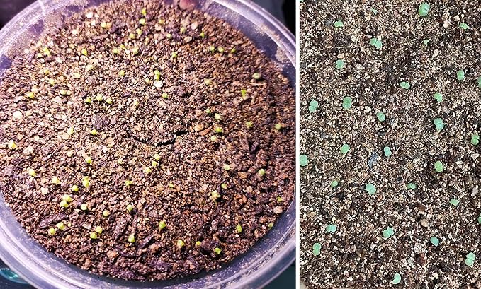 5 QT Professional Grade Horticultural Organic Vermiculite (5 QT, Vermiculite)