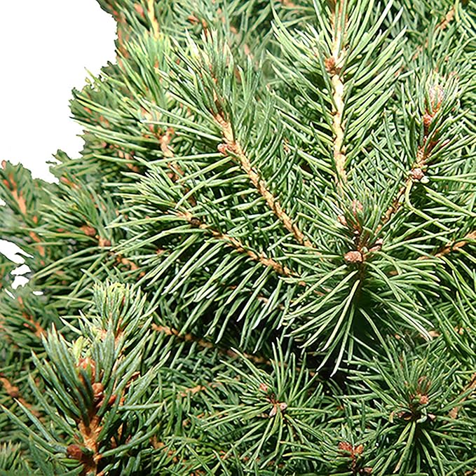 1 Gallon, Dwarf Alberta Spruce Shrub, Green