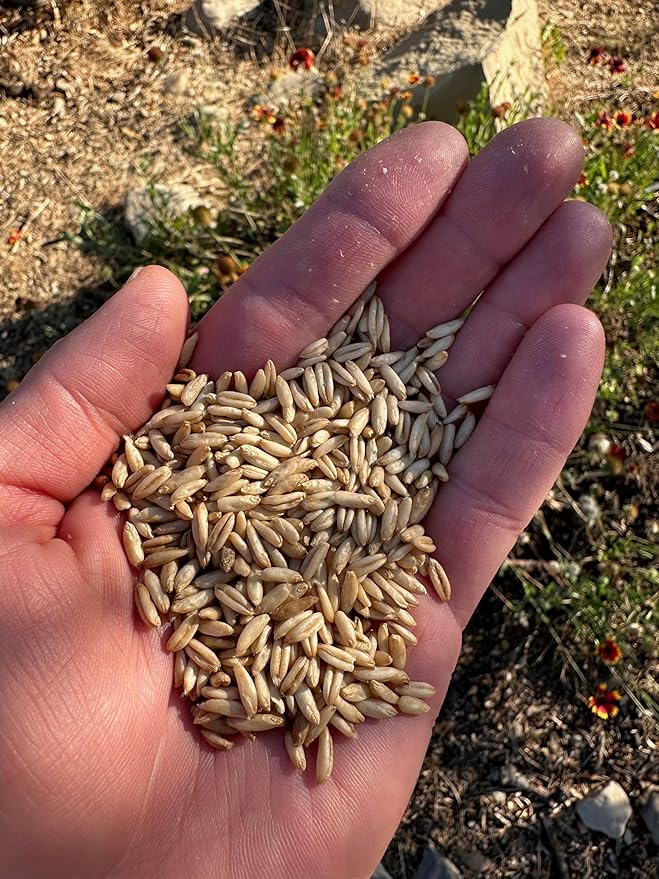 All Good Things Organic Hulless Oat Seeds - Pack of 275, Heirloom Seeds for Planting Grains, Vegetables - Gardening Supplies, Vegetable Garden - Non-GMO, Open Pollinated, from USA