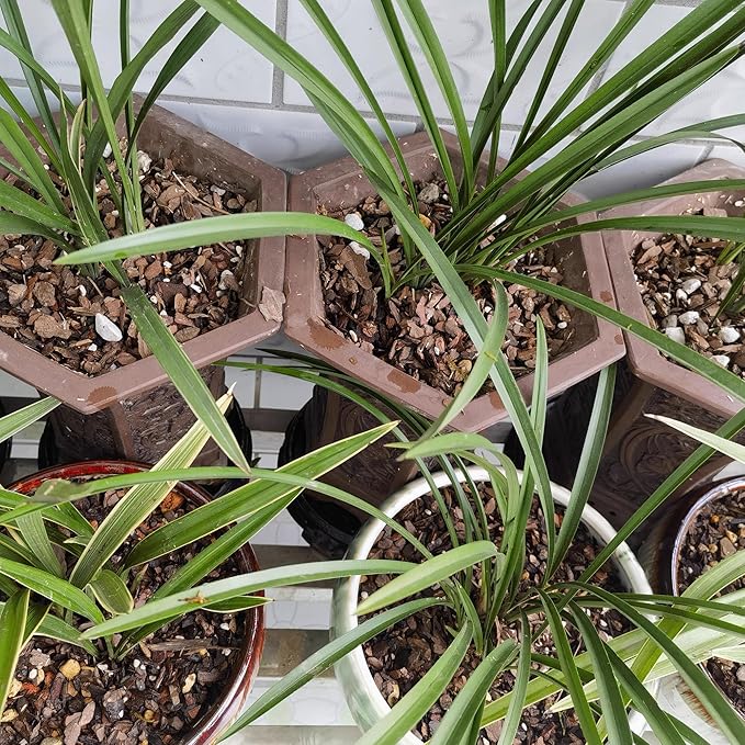 10 Quart Bonsai Soil Mix Lava,Pumice,Pine Bark and Calcined Rock, Natural Organic Mix for Potted PlantsâŚ