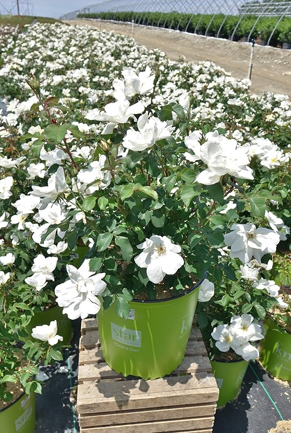 Green Promise Farms KOROSWO03 KOROSWO Rosa White Knock Rose, flowers, 2, 3-Size Container