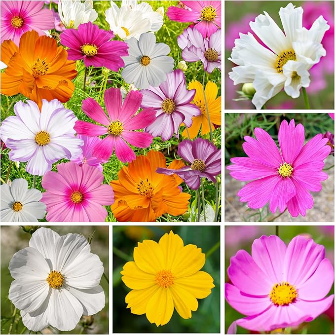 Seed Needs 2.1 Ounce Cosmos Flower Seeds 10+ Varieties Specialty Crazy Blend (Cosmos Bipinnatus, Open Pollinated & Untreated) Resealable Pouch Butterfly Garden Variety - Bulk