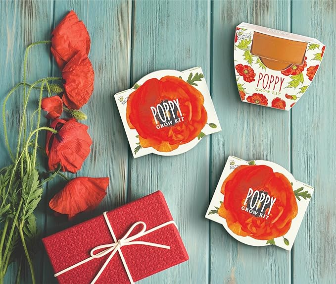 BUZZY Seeds Terracotta Mini Grow Pots | Herb, Plant, Flower Starter Kit for Kids & Adults | Assorted 12-Pack, Poppy | Guaranteed to Grow | Best Indoor Grow Your Own Plant Gardening Gift
