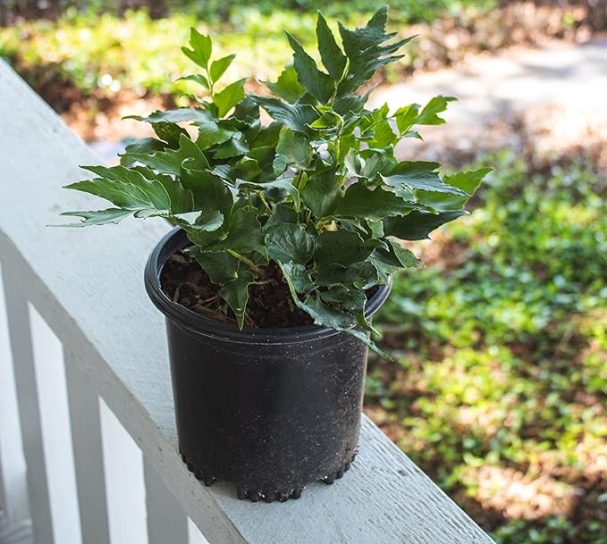 Holly Fern Plants Live Houseplants, Ferns Live Plants Indoor Plants Live Houseplants, Live Fern Plant Low Light House Plants Indoors Live Outdoor Plants and Flowers, House Plant by Plants for Pets