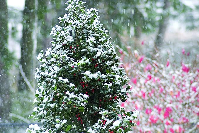 Proven Winners - Ilex x meserveae Castle Spire (Holly) Evergreen, , 3 - Size Container