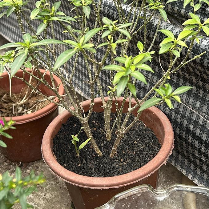 7LB Black Lava Rocks for Plants, Volcanic Rock Horticultural Lava Rock Soil for Landscaping Plants Drainage, Small Lava Rock Gravel for Succulents, Bonsai, Vase Fillers, Top Dressing