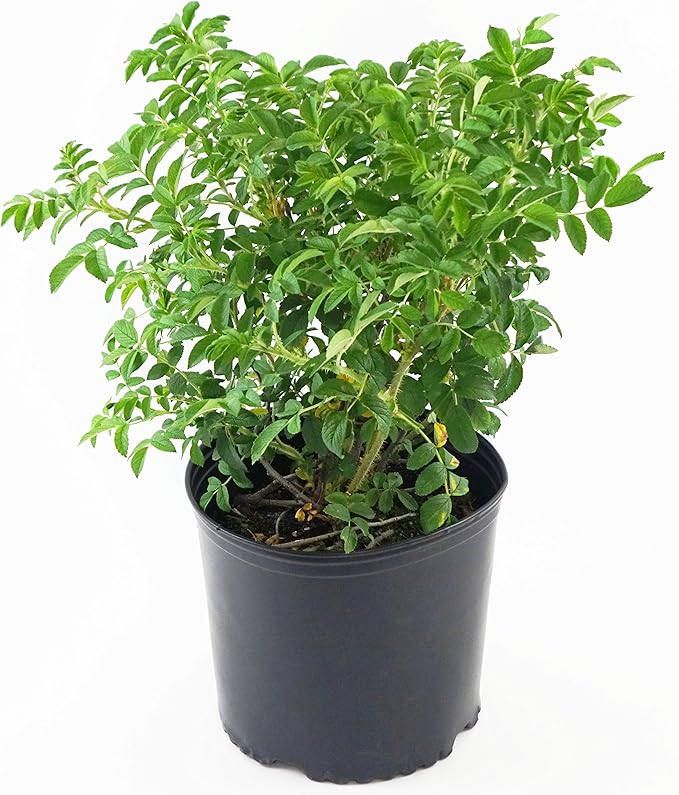 Rosa rugosa (Rugosa Rose) Rose, pink flowers, #3 - Size Container