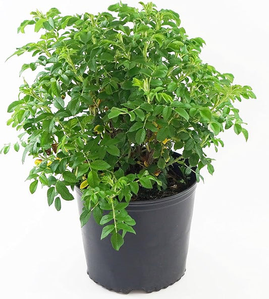 Rosa rugosa 'Alba' (White Rugosa Rosa) Rose, white flowers, #2 - Size Container