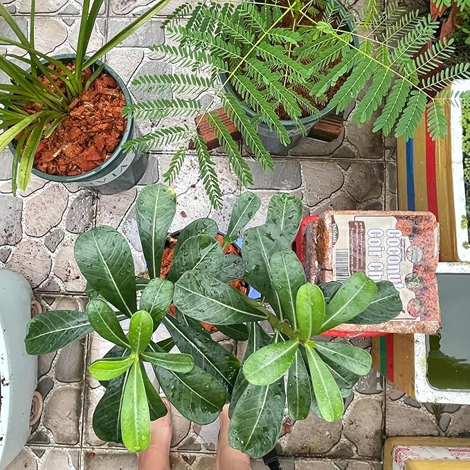 Coconut Chips 6 Pack - Coco Husk Chips for Plants & Reptiles, Coconut Husk Substrate for Gardening, Snake Bedding, Tortoise Habitat, Leopard Gecko Substrate, Reptile Bedding, and Reptisoil Alternative