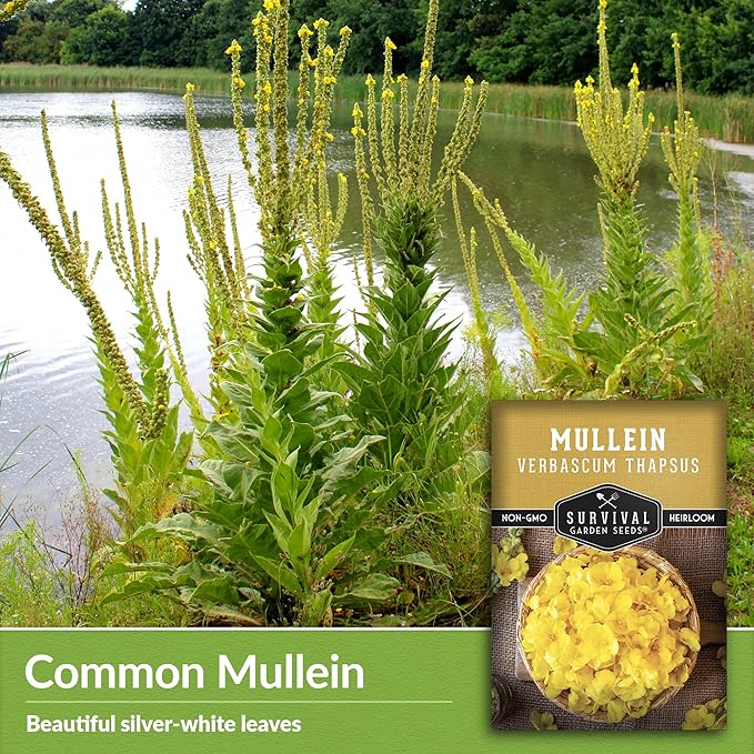 Mullein Seed for Planting - 5 Packets with Instructions to Plant and Grow Medicinal Herb Common Mullein in Your Home Vegetable Garden - Non-GMO Heirloom Variety - Survival Garden Seeds