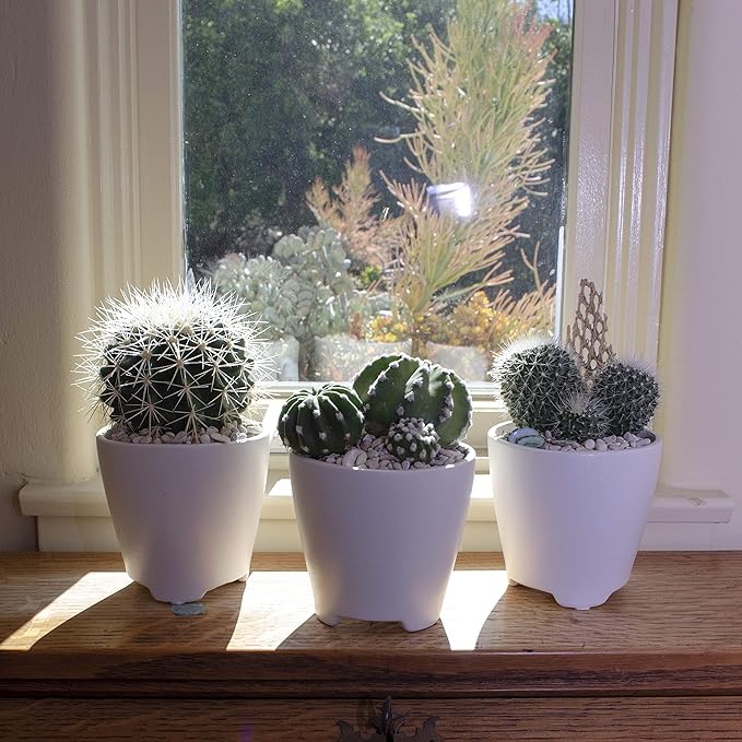 Altman Plants, Assorted Cactus Plants Live Plants (4 Pack), Live Cactus Plant Live Succulents Plants Live Houseplants, Cacti Live Indoor Plants Succulent Plants House Plants in Cactus Soil Potting Mix