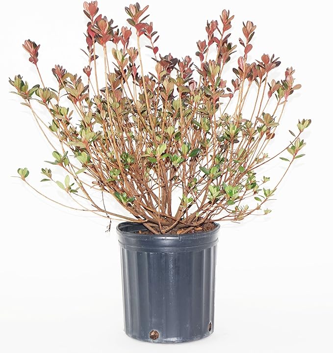 Azalea 'Stewartstonian' (Azalea) Shrub, red flowers, #2 - Size Container