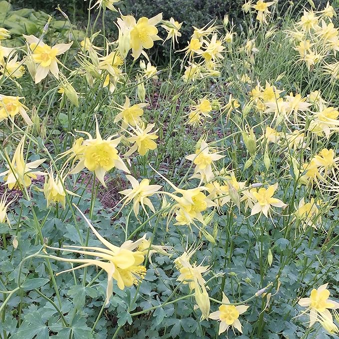 Columbine Seeds Aquilegia Seeds Bright Yellow Perennial Attract Butterflies Deer & Rabbit Resistant Fragrant Cut Flower Beds Border Outdoor 25Pcs Flower Seeds by YEGAOL Garden