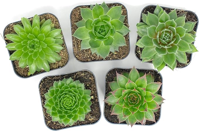 Succulent Plants | 5 Sempervivum Succulents | Rooted in Planter Pots with Soil | Real Live Indoor Plants | Gifts or Room Decor by Plants for Pets