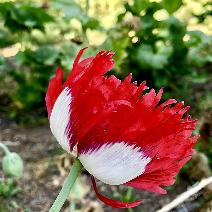 Plant Good Seed Danish Flag Poppy Seeds - Pack of 250, Heirloom Seeds for Planting Herbs, Flowers - Gardening Supplies, Herb Garden, Wildflower, Flower Seeds to Plant Outside - Non-GMO, from USA