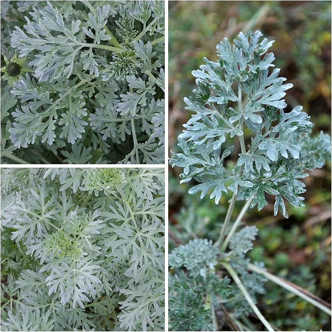 Seed Needs Wormwood Seeds for Planting - Non-GMO, Heirloom & Untreated Perennial Herb - Medicinal Herbs for Digestion & Gut Health (1 Pack)