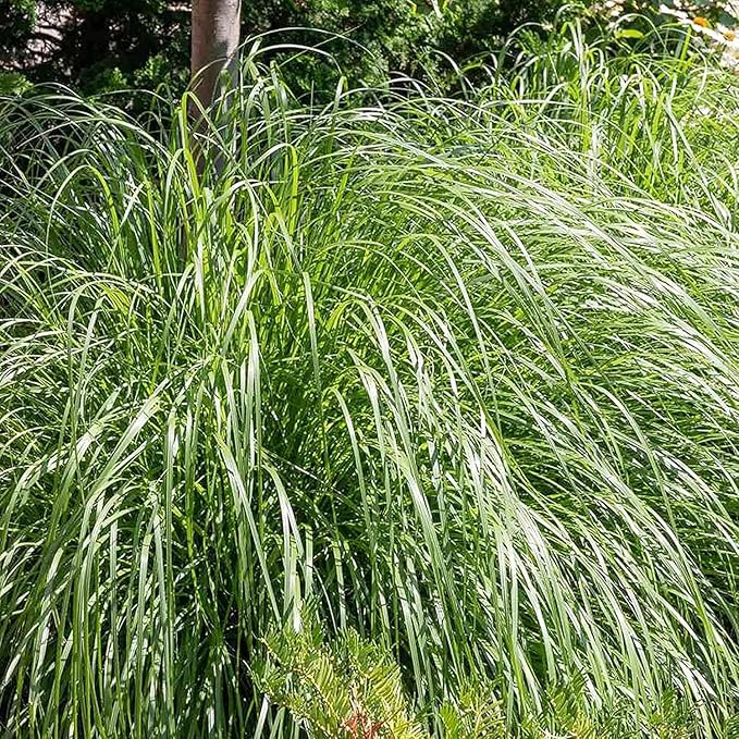 Lemongrass Seed for Planting - Non-GMO Heirloom Seeds - Grow Lemon Fresh Asian Lemongrass Plants in Your Home Vegetable Garden