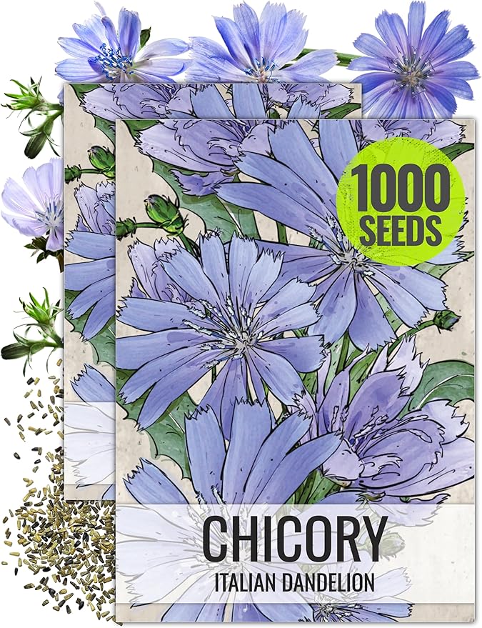 Seed Needs, Chicory Seeds - 500 Heirloom Seeds for Planting Cichorium intybus - Blue Floweres/Wildflowers, Non-GMO & Untreated, Italian Dandelion (2 Packs)