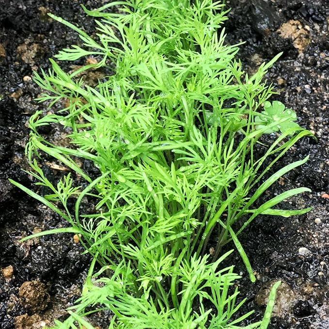 Seed Needs, Bouquet Dill Seeds - 250 Heirloom Seeds for Planting Anethum graveolens - Culinary Herb to Grow Indoors or Outdoors, Non-GMO & Untreated (5 Packs)