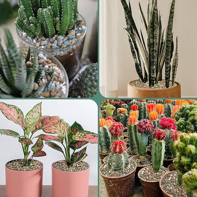 7lb Mix Rocks for Plants in Door -Mix Perlite,Maifanitum Stones,Zeolites Rocks for Bonsai Succulent Cactus Potting Soil and Vase Fillers, Fairy Gardening,Top Dressing