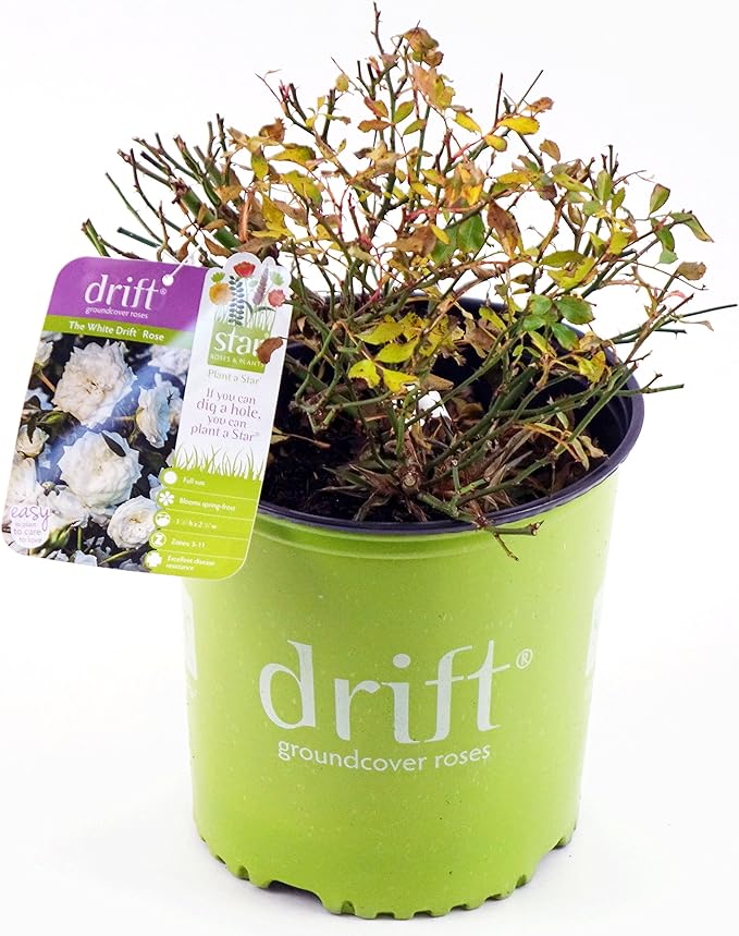 Drift Roses - Rosa White Drift (Rose) Rose, double white flowers, #2 - Size Container
