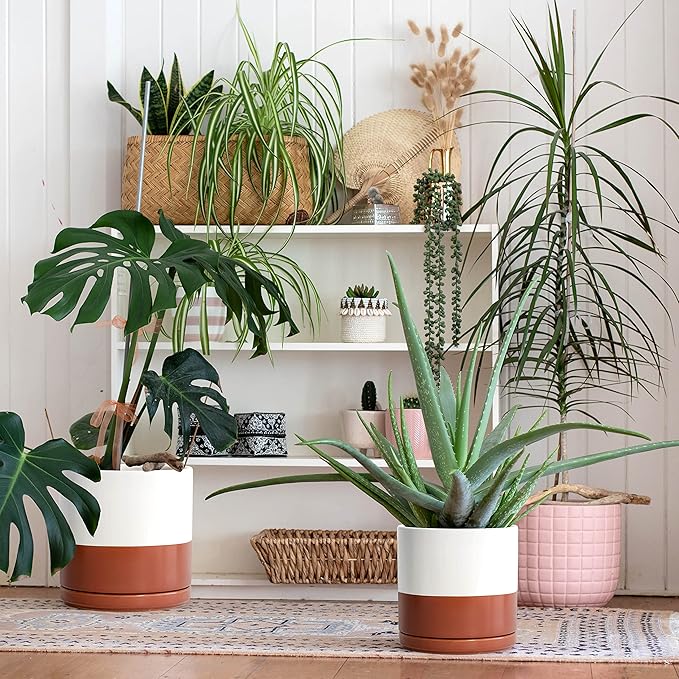 D'vine Dev Set of 2 Plants Pot, 8 Inch Ceramic Planter Pot for Plants with Drainage Hole and Saucer, White/Pottery Red Terracotta, 94-V-D-5