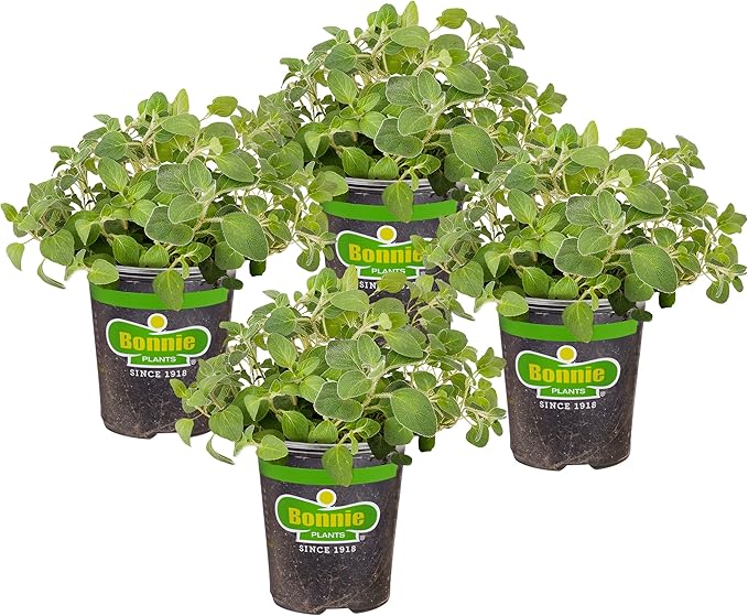 Bonnie Plants Italian Oregano Live Herb Plants, Perennial in Zones 5 to 10, Full Sun to Part Shade, 4 Pack