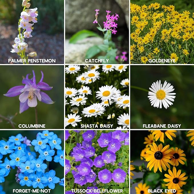 Wildflower Seeds Bulk, 2 Oz. 80,000+ Seeds, Rocky Mountain Wildflower Seeds, 18 Non-GMO Varieties of Rocky Mountain Flower Seeds - Rocky Mountain Seed Mix for Planting - Pollinator Wildflower Seeds