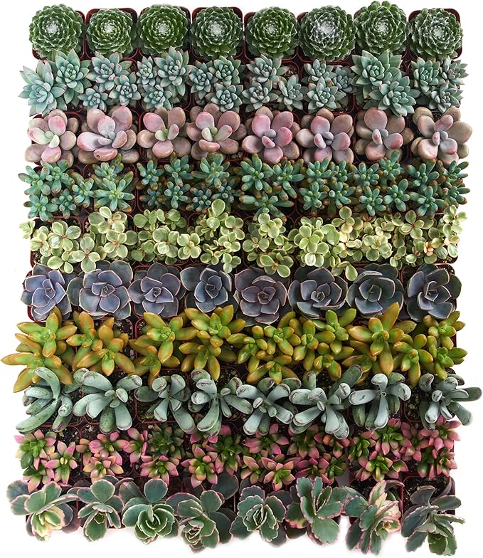 Shop Succulents Assorted Succulent Plant Pack Collection - Live Mini Succulent Plants, Low Maintenance, Mixture of Colors & Textures - Wedding and Party Favors, Gift & Garden, Pack of 32