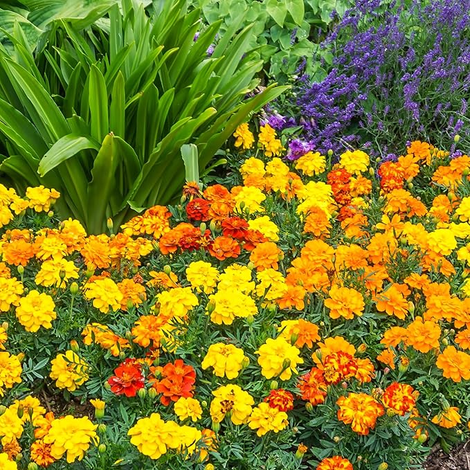 The Old Farmer's Almanac Petite Mixture Marigold Seeds - Premium Non-GMO, Open Pollinated, USA Origin (5 Packets - 5 Grams - Approx 1000 Seeds)