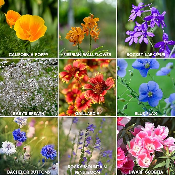 Wildflower Seeds Bulk, 2 Oz. 80,000+ Seeds, Rocky Mountain Wildflower Seeds, 18 Non-GMO Varieties of Rocky Mountain Flower Seeds - Rocky Mountain Seed Mix for Planting - Pollinator Wildflower Seeds