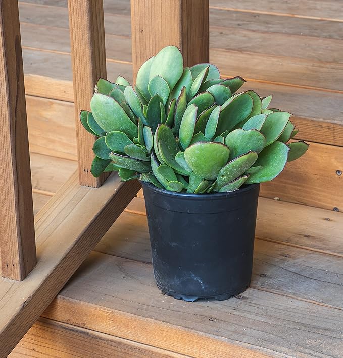 Succulents Plants Live Indoor Plants, Cotyledon Mint Truffles Live Houseplants, Live Succulents Live Plants Indoor Succulent Plants, Indoor Plant Real Succulents Plants House Plants by Plants for Pets