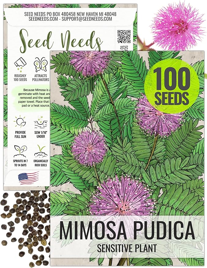 Seed Needs Sensitive Plant Seeds for Planting Mimosa pudica - Heirloom & Open Pollinated Annual Flowers - Pink Blooms with Leaves That React to Touch (1 Pack)