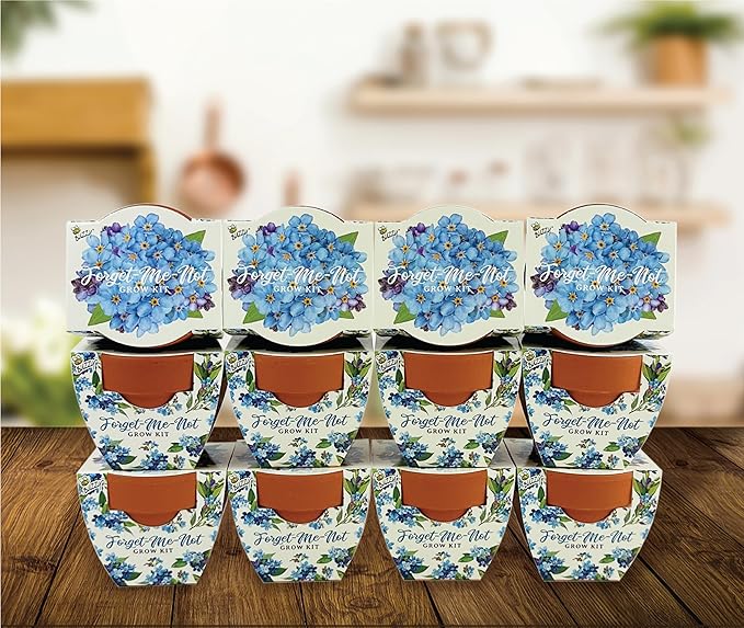 BUZZY Seeds Terracotta Mini Grow Pots | Herb, Plant, Flower Starter Kit for Kids & Adults | 12-Pack, Daydream Forget-Me-Not Flower | Guaranteed to Grow | Best Indoor Grow Your Own Plant