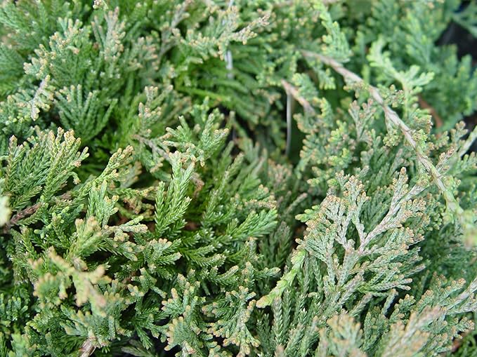 Blue Rug Juniper, blue leafed evergreen plant in 3 Gallon pot - Juniperus Horizontalis 'Wiltonii'