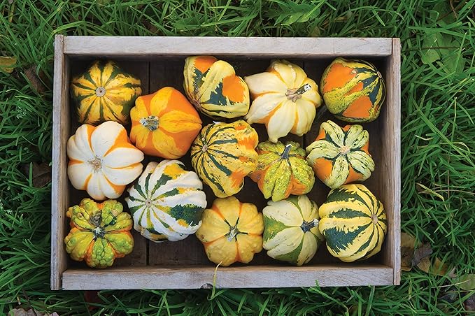 Burpee Daisy Gourd Gourd Seeds 30 seeds