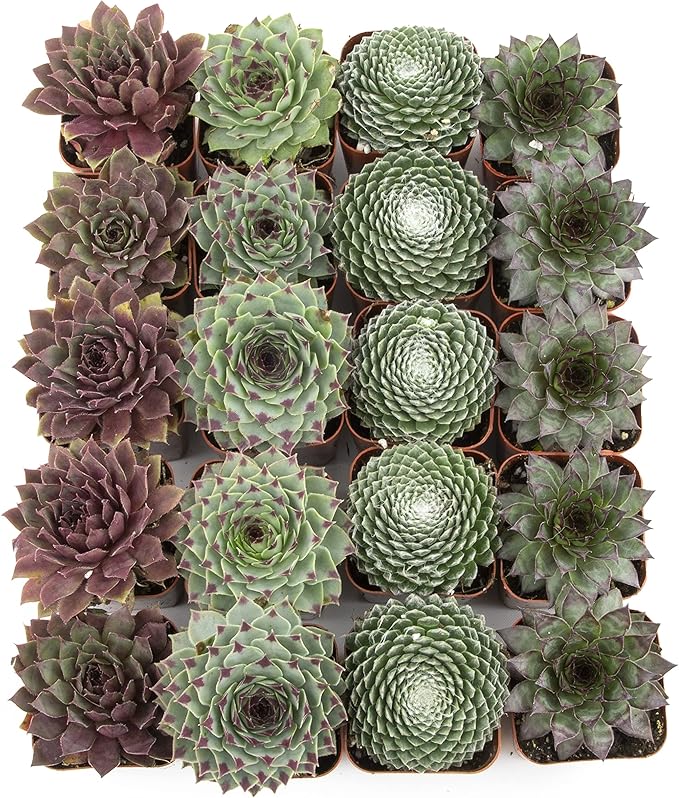 Succulent Plants | 20 Sempervivum Succulents | Rooted in Planter Pots with Soil | Real Live Indoor Plants | Gifts or Room Decor by Plants for Pets