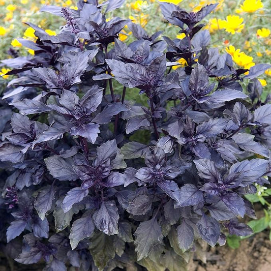 Outsidepride Dark Opal Basil Seeds – 2000 Pieces Annual Purple Basil Herb Seeds, Non-GMO, Ideal for Indoor & Outdoor Gardens, Aromatic Herb Borders for Fresh Flavor & Fragrant Foliage (AAS Winner)