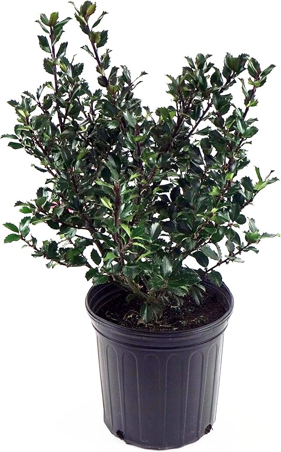 Ilex X meserveae 'Blue Prince' (Blue Holly) Evergreen, #3 - Size Container