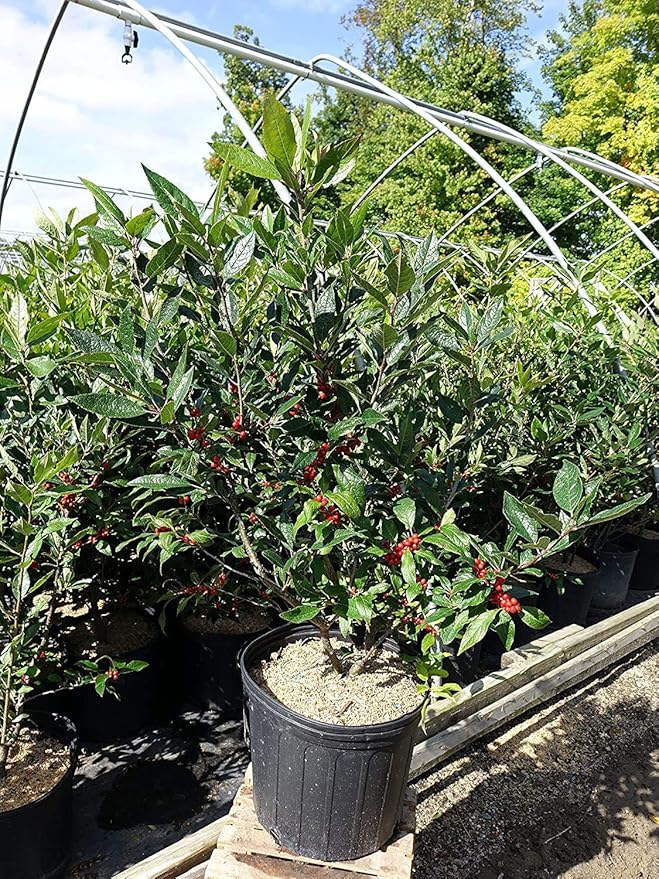 Ilex verticillata 'Winter Red' (Winterberry) Shrub, sm bright red fruit, 3 - Size Container