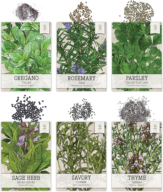 Seed Needs Herb Seeds Variety Pack Culinary Herb Collection (12 Individual Packets for Planting Indoors or Outdoors) Grow Your Own Organic Herb Garden - Heirloom, Non-GMO
