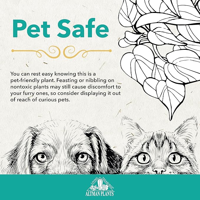 Altman Plants Pet Friendly Plant Pack (6PK) Real Succulents, Pet Safe Plants & Succulent Plants, Live Succulents, Pet Friendly Plants, Live Plants & House Plants in 3.5" Pots with Succulent Soil Mix