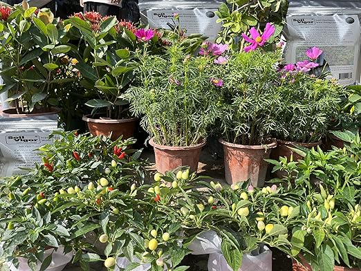 Water Storing Crystals Super Absorbent Hydro Gel Granules Polymer 1 Pound (Small Granular_20-100 mesh)