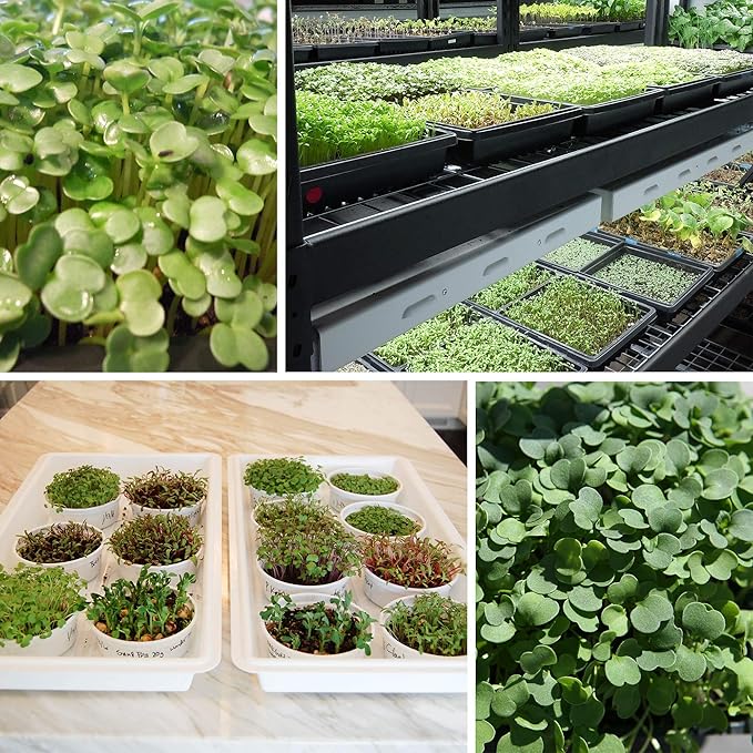 Slow Bolt Cilantro Herb Garden Seeds - 1 Oz ~2,500 seeds - Non-GMO Heirloom Slow Bolt Cilantro Herb Seeds (Coriander) - Outdoor Garden, Indoor Gardens, Countertop Microgreens, Organic Micro Greens Kit