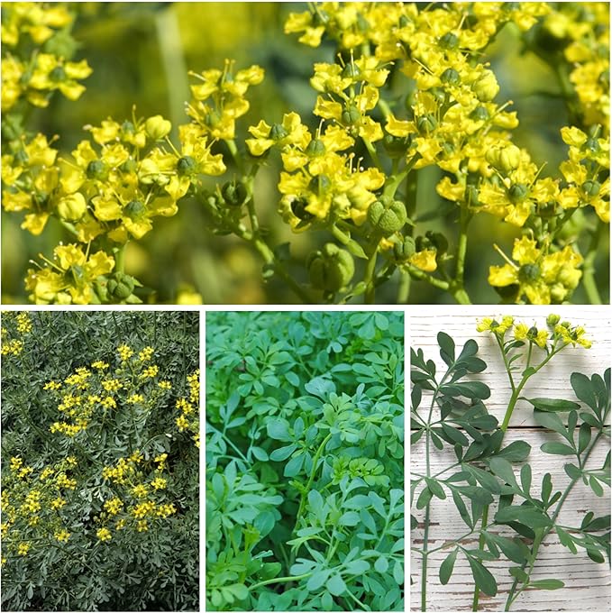 Seed Needs Rue Seeds for Planting - Non-GMO, Heirloom & Untreated Perennial Herbs - Organically Grow a Home Grown Medicinal Herb Garden Indoors or Outdoors (2 Packs)