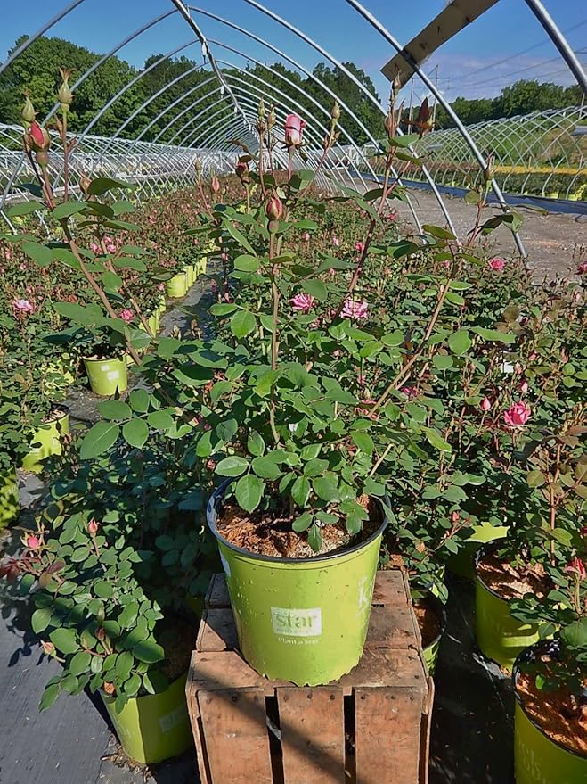 Green Promise Farms Rosa `Double Knock Out` (Reblooming) Rose, 3 Size Container, pink flower